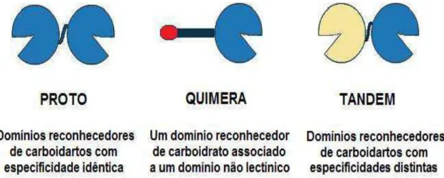 Figura 2: Subdivisão da família das galectinas. Baseada na arquitetura estrutural dos domínios  reconhecedores de carboidratos e suas especificidades