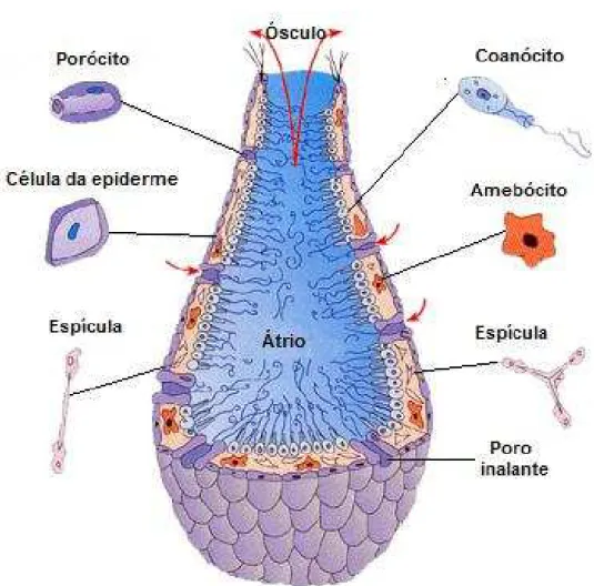 Figura 3: Esquema ilustrativo da organização corporal dos poríferos.   Fonte adaptada (Calixto &amp; Biagioni, 2007)