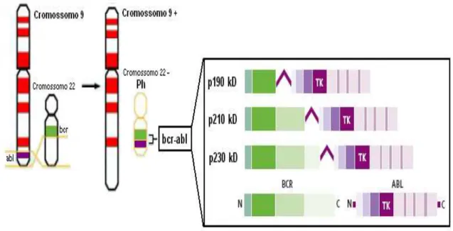 Figura 5: Formação do cromossomo Ph (Philadelphia). Translocação recíproca dos cromossomos  9 e 22, com a produção do gene fusionado bcr-abl que expressa três tipos de proteínas  oncogênicas tirosina-quinase com atividade constitutivamente ativa