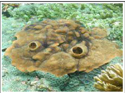 Figura 6 – Esponja marinha Cliona varians.