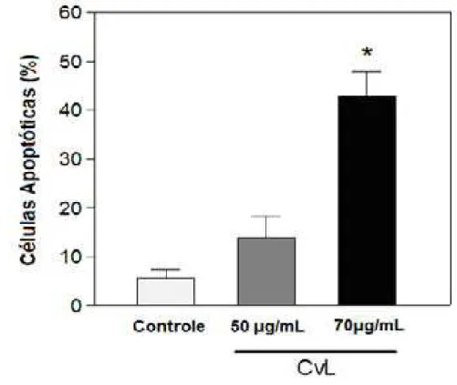 Figura 10: Determinação do índice de apoptose induzida por CvL em células K562 por marcação  com DAPI