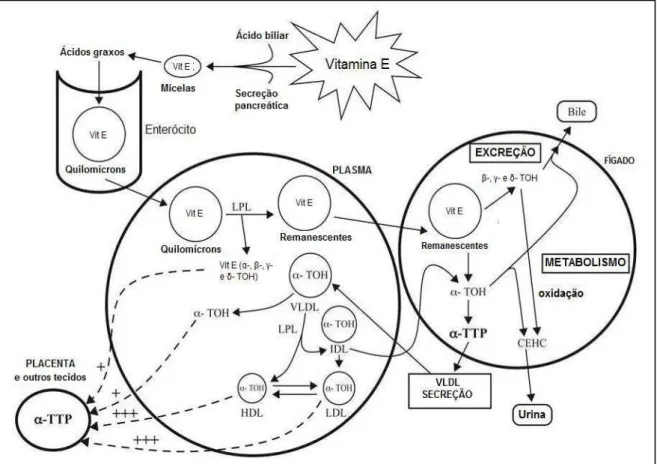 Figura 2. Metabolismo da vitamina E. (Fonte: Adaptado de GAGNÉ, 2008).  