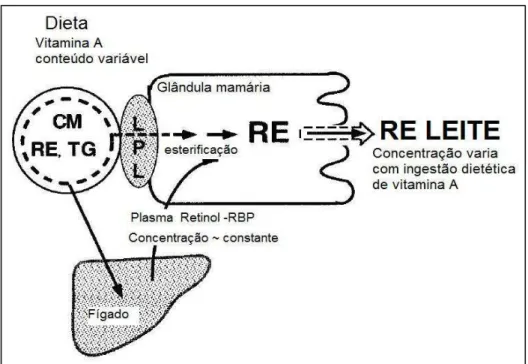 Figura  4.  Transporte  da  vitamina  A  para  a  glândula  mamária  (Fonte: Adaptado de ROSS, 2004)