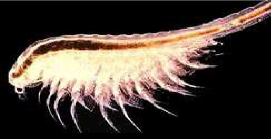Figura 1: Artemia franciscana – corresponde a animal adulto que mede 10 a 12mm de comprimento