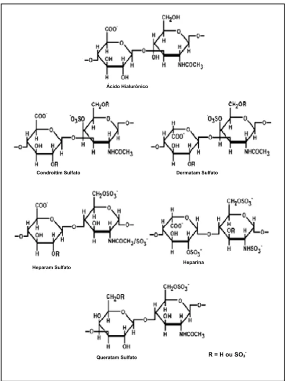 Figura 2 - Unidades dissacarídicas constituintes dos glicosaminoglicanos  sulfatados. Ácido hialurônico (ácido glucurônico, N-acetilglucosamina);  condroitim sulfato (ácido glucurônico, N-acetilgalactosamina);  dermatam sulfato (ácido idurônico, N-acetilga