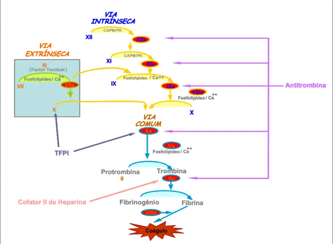 Figura 3 - Cascata de coagulação sanguínea. Vias: extrínseca, intrínseca e comum.  Anticoagulantes naturais: antitrombina (AT), cofator II de heparina (HC-II) e inibidor da  via do fator tecidual (TFPI)