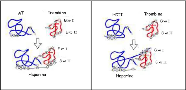Figura 4 - Modelos de inibição da trombina pela AT e HC-II potencializados pela ação da    heparina.
