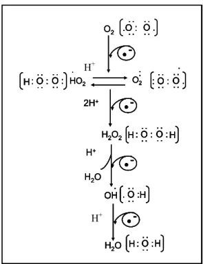 Figura 5 – Redução tetravalente do oxigênio molecular. Várias espécies reativas  são formadas a partir da redução tetravalente do oxigênio molecular (O2) resultando na formação da água (H2O)