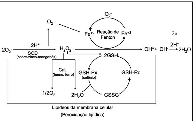 Figura 7 - Enzimas e seus respectivos cofatores no mecanismo de ação do sistema de  defesa antioxidante contra as ERMOs a favor do estado antioxidativo