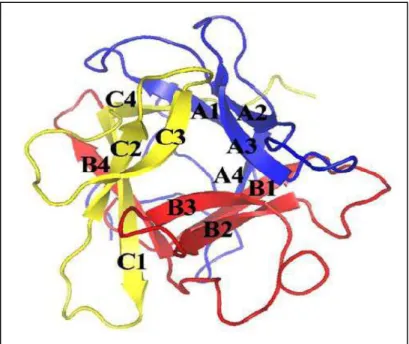 Figura 2. Estrutura do inibidor tipo Kunitz de Delonix regia. A proteína é formada de conformações beta  com três repetições A-C, pintadas em azul, vermelho e amarelo, respectivamente (KRAUCHENCO et al.,  2003)