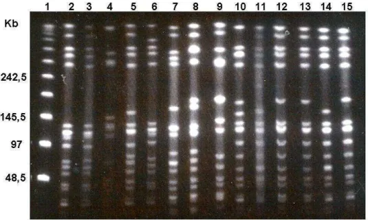 Figura 3: Eletroforese em campo elétrico alternado (PFGE) do DNA genômico  fragmentado  com  SmaI  obtido  de  13  amostras  de  MRSA  oriundas  de  Natal  e  comparação  com  o  padrão  obtido  pelo  CEB