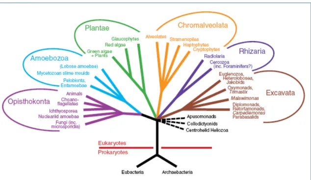 Figura  1.  Árvore  diagramática  representando  a  organização  dos  eucariotos  em  seis  grupos  principais