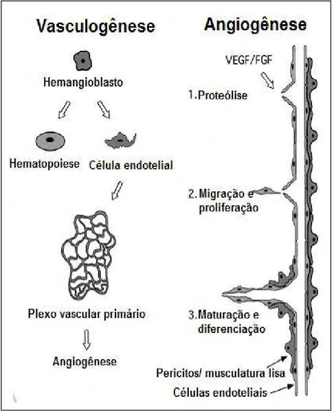 Figura  3.  Esquema  de  diferenciação  entre  os  processos  de  vasculogênese  e  angiogênese 