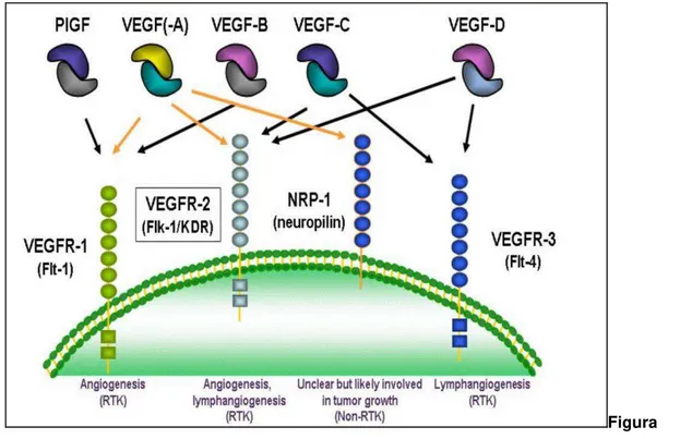 Figura  4  .Uma visão geral da família VEGF e seus receptores (Fonte: Freitas et al., 2009) 