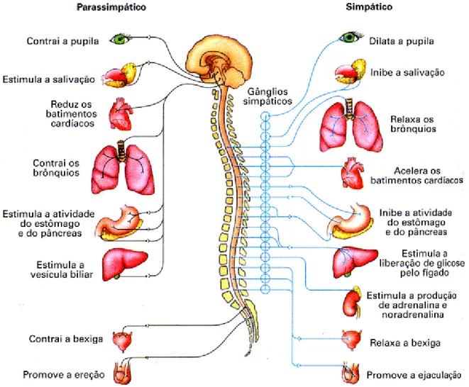 Figura 1: Esquema inervação do Sistema Nervoso Autônomo  Fonte: LOPES, SÔNIA. Bio 2.São Paulo, Ed