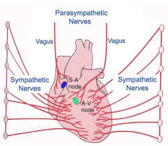 Figura  4:  Inervação  do  Coração.  O  SNA  atua  diretamente  no  nódulo  sinoatrial,  atrioventricular  e 