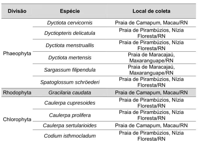 Tabela IV. Local de coletas das macroalgas marinhas  Divisão  Espécie  Local de coleta 