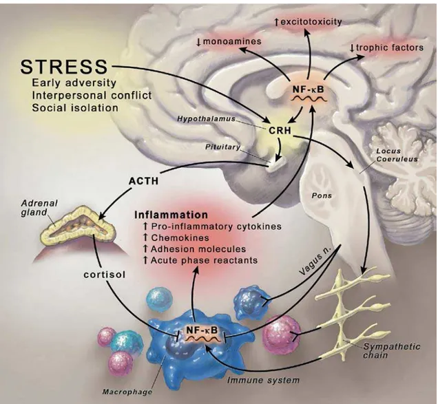 Figura 1. Ativação da resposta inflamatória induzida pelo estresse. O estresse psicológico ativa o  circuito  do  SNC,  incluindo  CRH  e  o  sistema  nervoso  simpático  via  Locus  Coeruleus