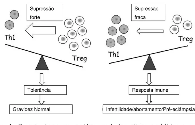 Figura  1.  Resposta  imune  na  gravidez,  papel  das  células  regulatórias  e  desenvolvimento de tolerância.(96) Supressão forte  Supressão fraca Tolerância Gravidez Normal  Resposta imune  Infertilidade/abortamento/Pré-eclâmpsia 