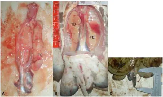 Figura 16: Sistema reprodutor de machos de D. marianae: apresentando apenas o  testículo esquerdo (A); com clásper e testículo esquerdo atrofiado (B), detalhe da 