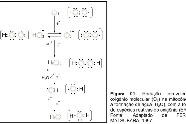 Figura  01:  Redução  tetravalente  do 