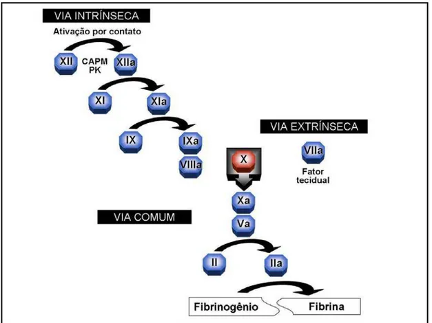 Figura 03: Modelo clássico da cascata de coagulação.  