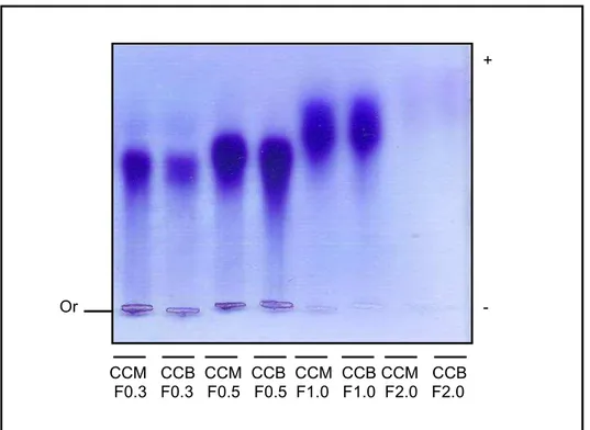 Figura  08:  Comportamento  eletroforético  das  frações  polissacarídicas  da  C. 