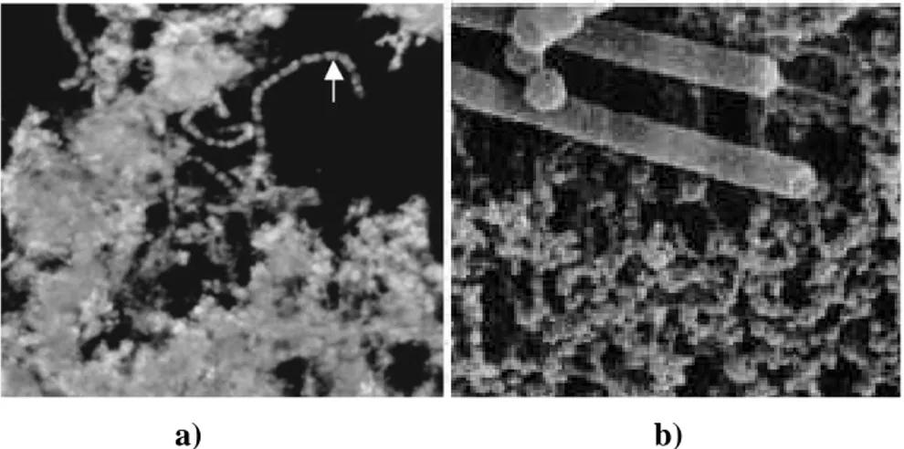 Figura  2.8.  Micro-organismo  utilizados  na  elaboração  de  iogurte:  a)  Streptococcus 
