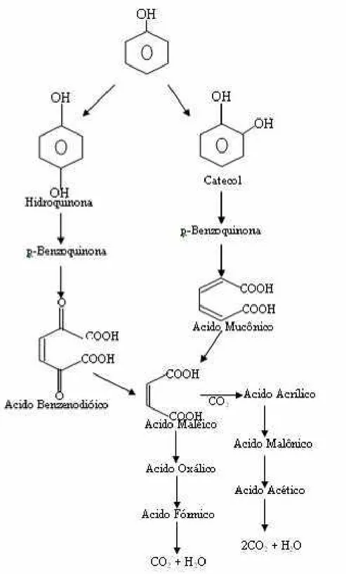 Figura 12.  Esquema do mecanismo simplificado da reação de oxidação do fenol (Ochoa &amp; 