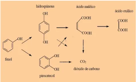 Figura 14.  Principais rotas da oxidação do fenol (Otha et al., 1980) 