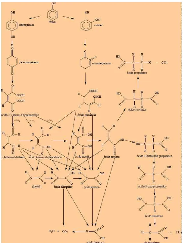 Figura 15.  Esquema geral da oxidação do fenol (Devlin &amp; Harris, 1984) 