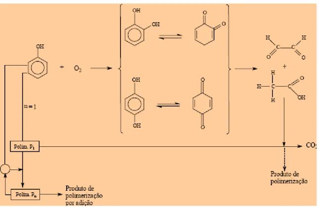 Figura 17.  Principais vias de oxidação do fenol (Pintar &amp; Levec, 1992) 