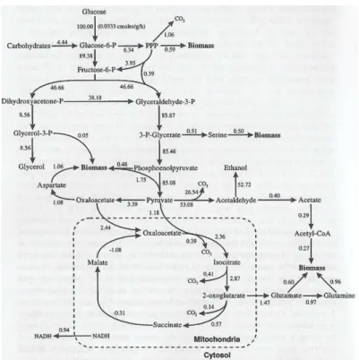Figura 2.1. Fluxos através de diferentes rotas metabólicas de Saccharomyces cerevisiae  durante um cultivo anaeróbico (Stephanopoulos; Aristidou; Nielsen, 1998, p