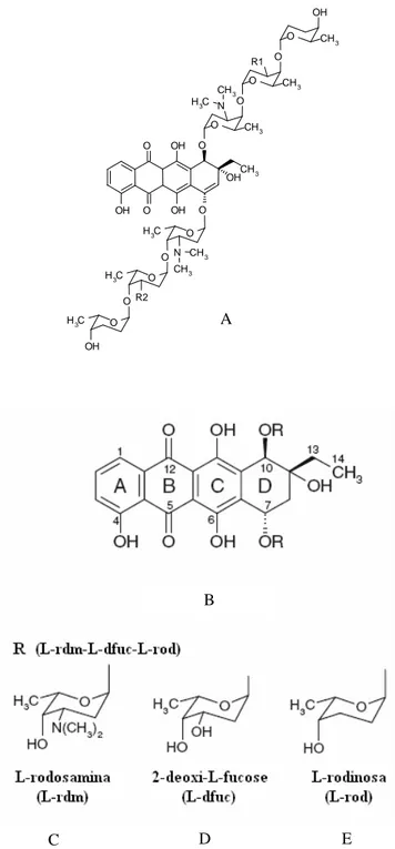 Figura 2.2. Estrutura química da cosmomicina produzida por Streptomyces olindensis (A) e as  estruturas referente à parte cetônica (B) e aos açúcares polipeptídicos (C, D e E)