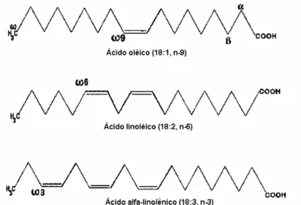 Figura 2.4. Ilustração de ácidos graxos das famílias ω3 (ácido alfa-linolênico), ω6 (ácido  linoléico) e ω9 (ácido oléico)