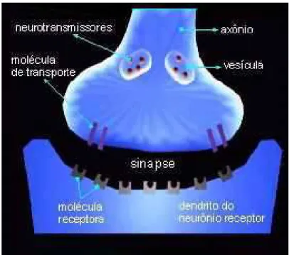 Figura 2.2: Representação da sinapse neural