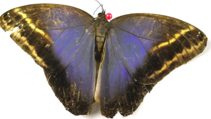 Fig.  2.12  –  The  blue-green  color  on  several  species  of  butterflies  is  caused  by  the  nanoscale  structure  of  the  insects’ wings