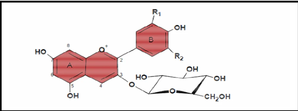 Figura 3.9. Representação estrutural de antocianina. Fonte: Adaptado de Vargas e 