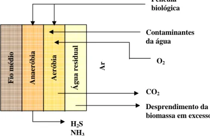 FIGURA 11 – Difusão do oxigênio da água residual ao interior da película biológica. 