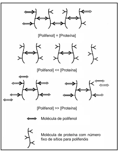 Figura 2.4. Concepção do mecanismo de interação polifenol-proteína de acordo com Siebert,  Troukhanova, Lynn (1996)