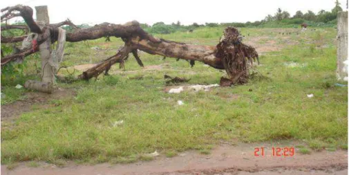 Foto 12  – Entrada do lixão tomado por vegetação e com um tronco de  árvore impedindo a entrada de caminhões   