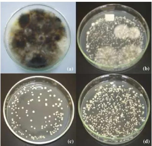 Figura  5.4  -  Placas  de  Petri  utilizadas  na  avaliação  do  perfil  da  carga  microbiana  durante  processo  fermentação  natural  do  LCCV,  segundo  o  método  de  plaqueamento  por  espalhamento: (a) Amostra in natura; (b) amostra após 24 horas d