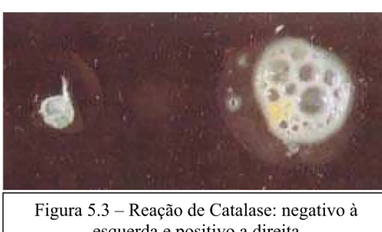 Figura 5.3 – Reação de Catalase: negativo à  esquerda e positivo a direita