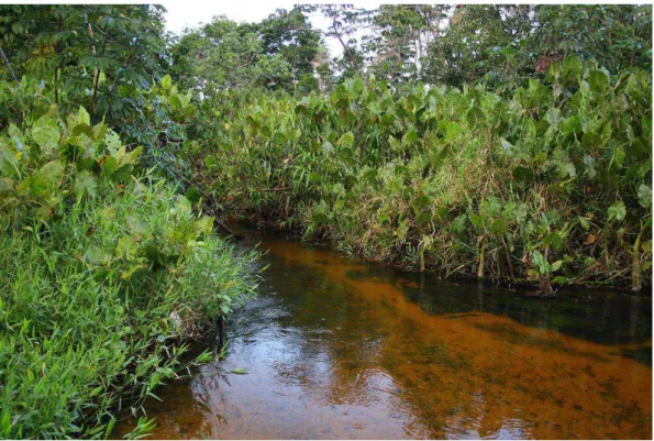 Figura 6- Seção 1 da área de estudo com vegetação ciliar bem preservada.  Fonte: Acervo do autor