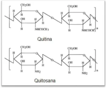 Figura 10: Comparação das estruturas de Quitina e Quitosana 