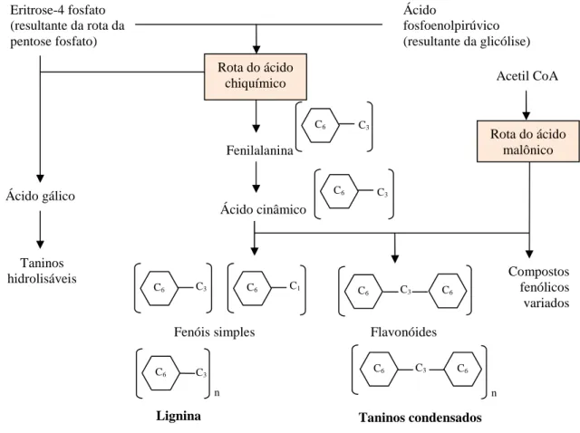 Figura 3.2: Biossíntese dos compostos fenólicos (Fonte: Taiz &amp; Zeiger, 2004). 