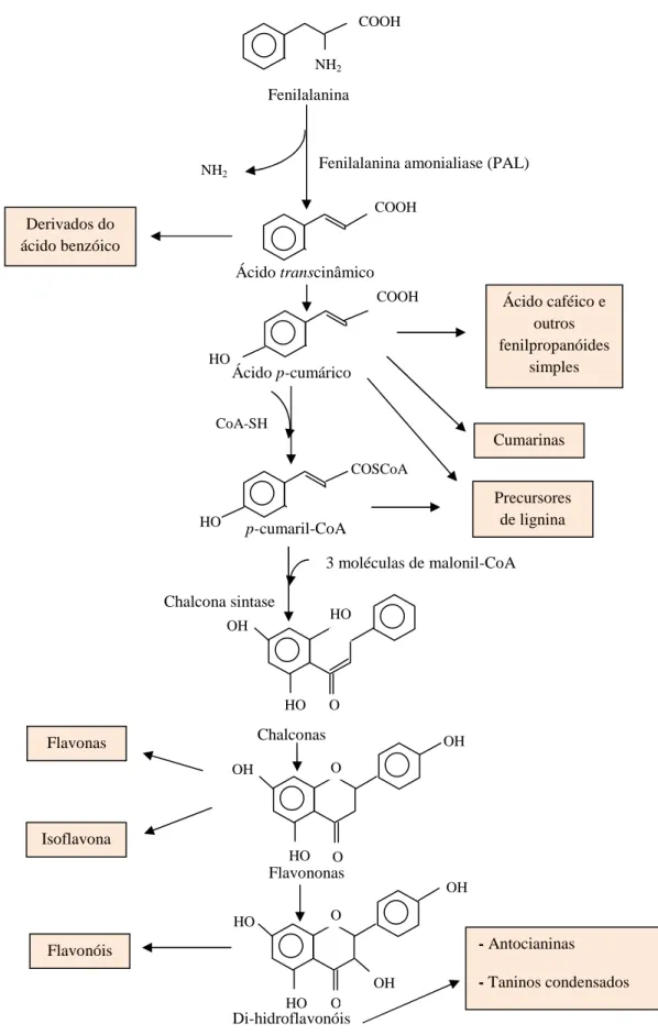 Figura 3.3: Rota da fenilalanina. Adaptado de Taiz &amp; Zeiger (2004). 