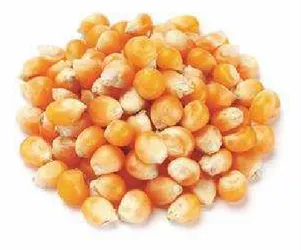 Figura 9 – Grãos de milho 
