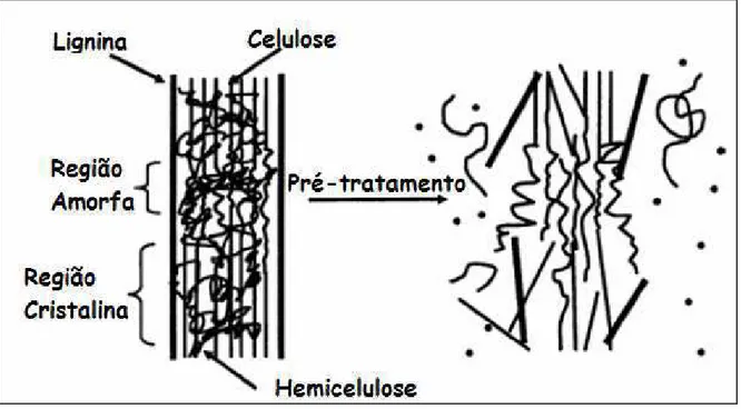 Figura 2.11. Pré-tratamento nos materiais lignocelulósicos (adaptado por HSU et al.,1980)