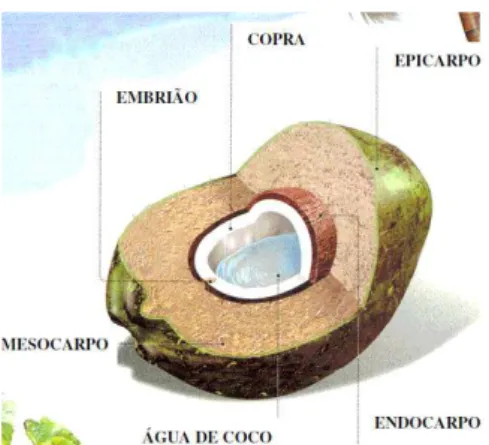 Figura 2.1 - Representação esquemática das partes estruturais características do coco verde